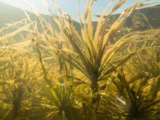 Water soldier aquatic plant underwater