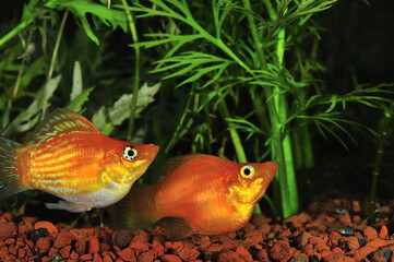 Pair of sailfin mollies swimming together peacefully