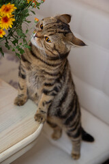 cat sniffs a bouquet of orange flowers