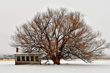 Cold winter scene with large tree and one room school house from bygone era 