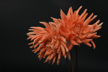 Dahlia flower head against a dark background. Petals of an orange Dahlia flower. Floral macro. Beautiful Dahlia in bloom. Big autumn flowers on black. Floral abstract background. Greeting card.