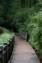 Walk way in the tropical forest