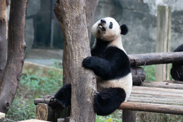 Close up Happy Giant Panda in Chongqing, China