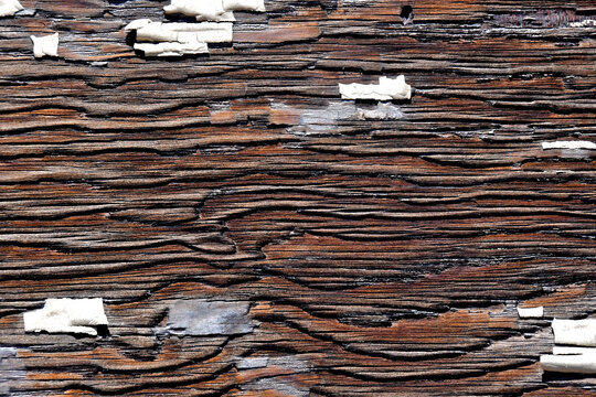 Weathered wood texture with remnant white paint 