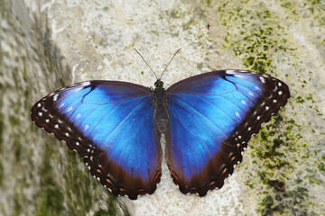 Blue Morpho Butterfly on the Mossy Rock in Indianapolis, Indiana, US