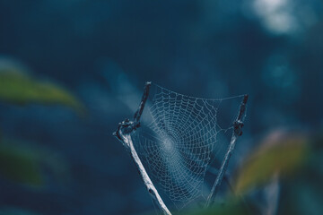 Acadia Spiderweb