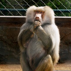 Fototapeta premium Sacred Baboon