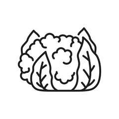 Cauliflower cabbage veggie food thin line icon. Vector Brassica oleracea head with leaves. White cauliflower, vegetarian food, healthy vegetable