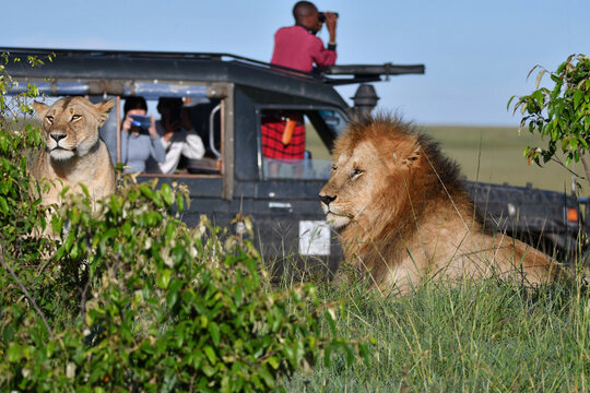 Fototapeta Tourists taking pictures on safari car for lion 