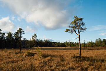 Obraz premium By the Stormyra Wetlands of the Totenåsen Hills, Norway, in fall.