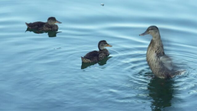 A family of wild ducks swim on the lake, waterfowl