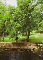 Rundgang-Kurpark Bad Wildbad. Kuranlagenallee. Am lauf der Fluss Enz gesäumt von hohen Bäumen
