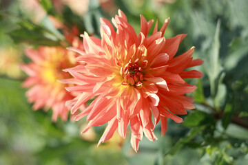 Garden with coral chrysanthemum. Blooming dahlia flower in garden. Shallow depth of field. Coral flower Dahlia for background. Big flowers of blossoming autumn orange dahlia. Summer blossom