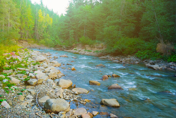rushing mountain river with fir forest on coast