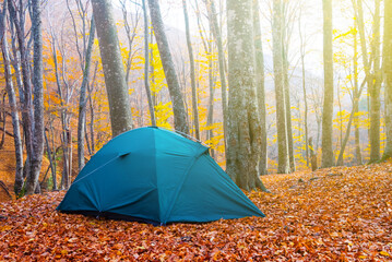 green touristic tent stay on beech forest glade among red dry leaves, seasonal travel scene