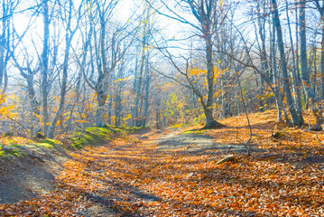 beautiful red autumn mountain forest in light of sparkle sun