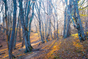 beautiful red autumn mountain forest in light of sparkle sun