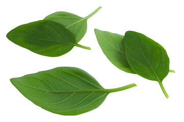 Fototapeta premium Fresh spice basil leaves natural close-up isolated on white with PNG background