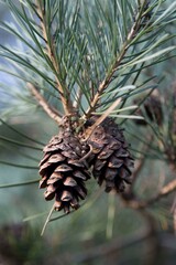 close up of pine cones