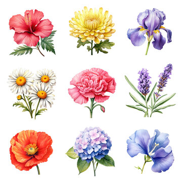 watercolor flower elements set. set of clipart flower elements. hibiscus, chrysanthemum, iris, daisy, carnation, lavender, poppy, hydrangea, butterfly pea.