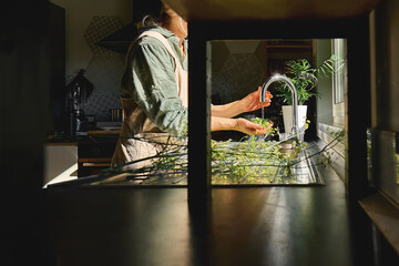 Woman preparing fermented olives, washing it in washbasin in the kitchen. Autumn vegetables canning. Healthy homemade food. Conservation of harvest.