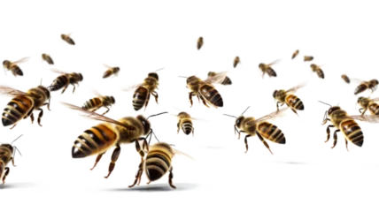 Foto op Plexiglas a bee is flying, isolated on transparent background, macro, generative AI © Bird Visual
