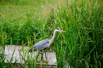 great blue heron