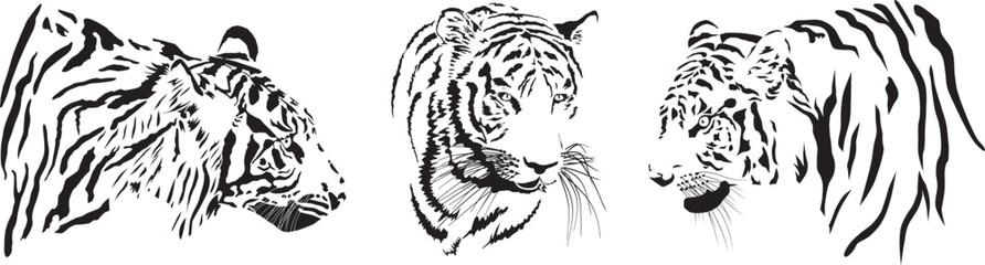 Tiger heads - 660637243