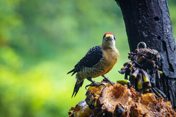 Multi colored bird in Arenal Volcano National Park (Costa Rica)