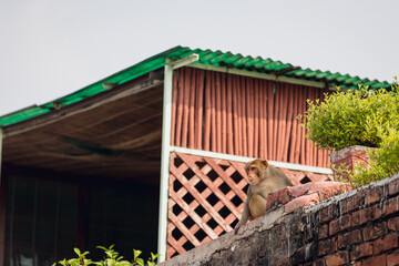 Wild monkey in India, near Taj Mahal, Agra