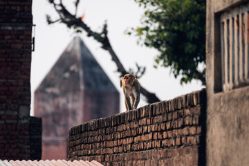 Wild monkey in India, near Taj Mahal, Agra