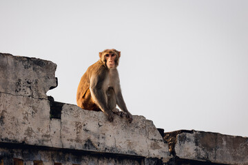 Wild monkey in India, near Taj Mahal, Agra