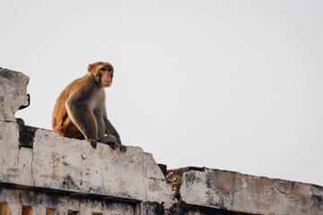 Wild monkey in India, near Taj Mahal, Agra