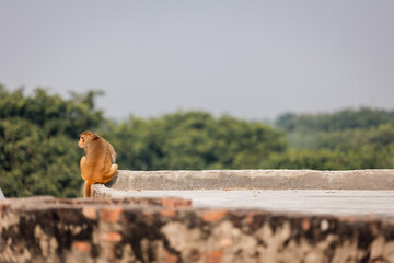 Wild monkey in India, near Taj Mahal, Agra