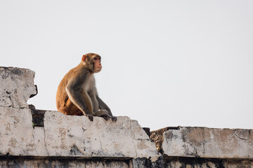 Wild monkey in India, near Taj Mahal, Agra