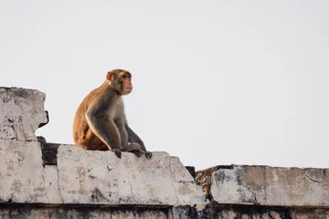 Gordijnen Wild monkey in India, near Taj Mahal, Agra © Ondej