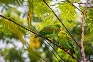 Multi colored bird in Arenal Volcano National Park (Costa Rica)