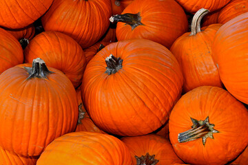 Pile of pumpkins ready to be carved into  Halloween jack-o'-lanterns 
