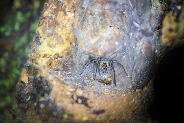 Insects at night in Monteverde cloud forest (Costa Rica)