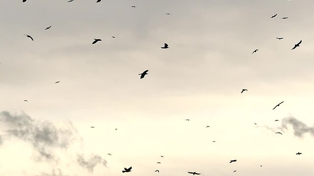 Flock of birds in flight against evening beige sky in slow motion. Natural background with Rooks, Corvus frugilegus during migration. Topics: ornithology, weather, season, atmosphere, nature