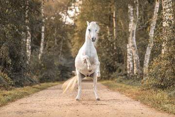 Obraz na płótnie Canvas Very cute small white pony welsh mountain horse rearing
