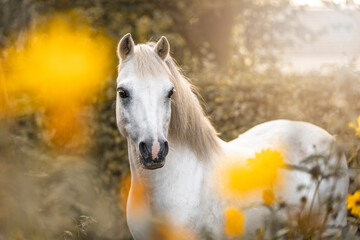 Obraz na płótnie Canvas Very cute small white pony welsh mountain horse with yellow blossom flowers