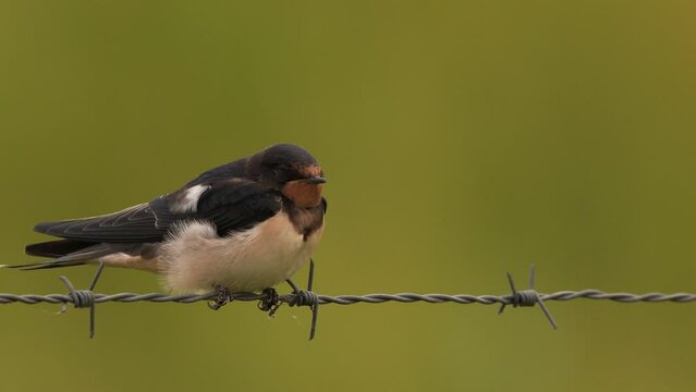 A barn swallow (Hirundo rustica) sitting on a fench of barbed wire