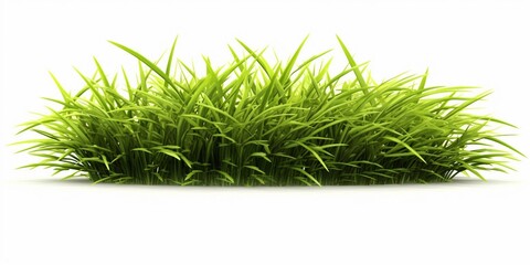 Fresh Green Grass Isolated on White Background