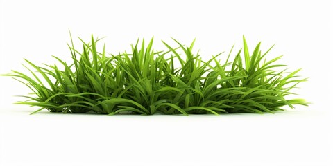 Fresh Green Grass Isolated on White Background