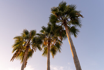 Fototapeta na wymiar Three palm trees from below with the blue sky in the background. Crete, Greece