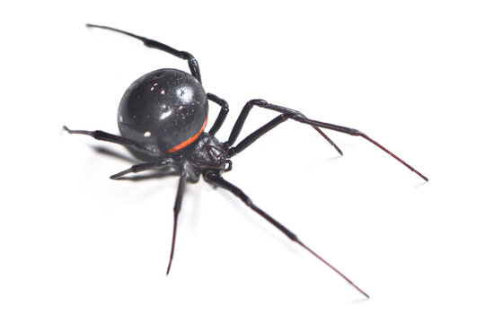 Closeup of the medically important Malagasy black widow or button spider Latrodectus menavodi (Araneae: Theridiidae), a colorful arachnid from Madagascar, photographed on white background.