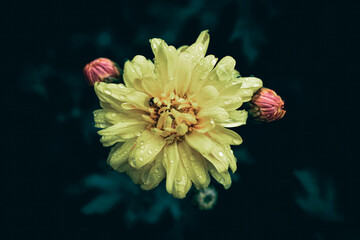 A close up of a yellow Hardy garden Chrysanthemum flower with rain drops