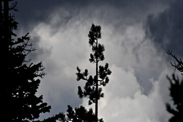 Silhouette of conifers against stormy sky, Sierra Nevada Mountains, Alpine County, California . 