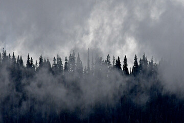 Conifer forest Shrouded in mist.  High Sierra Nevada Mountains, California  - obrazy, fototapety, plakaty